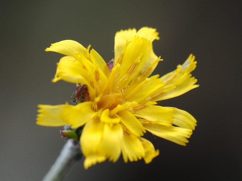 Hieracium morii