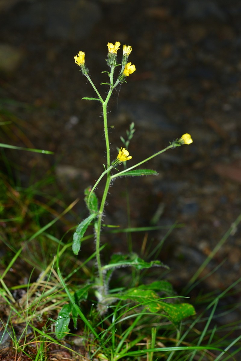 Hieracium morii photo 2