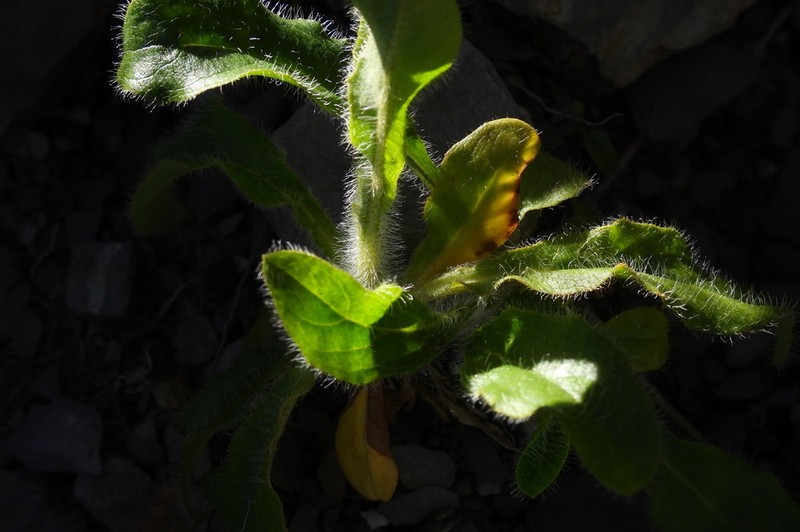 Hieracium morii photo 3