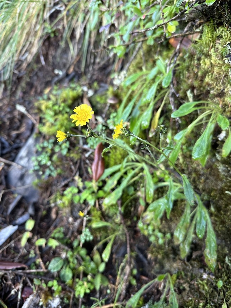 Hieracium morii photo 4
