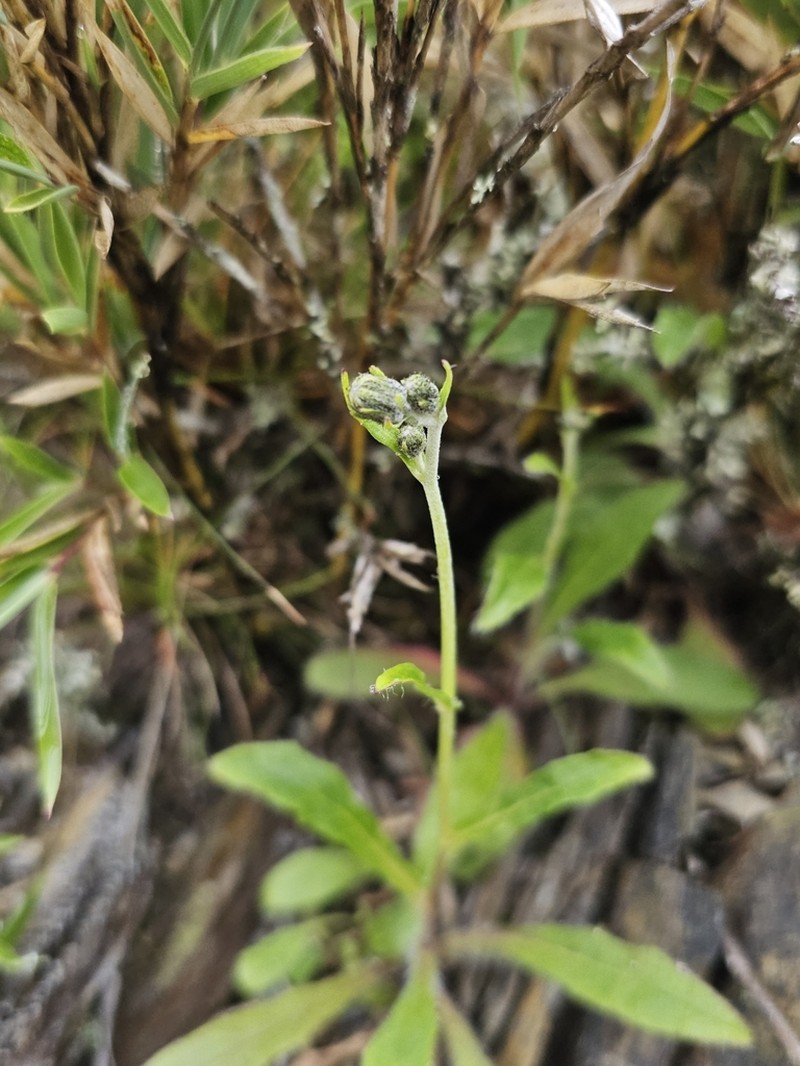 Hieracium morii photo 5