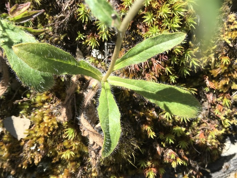 Hieracium morii photo 6