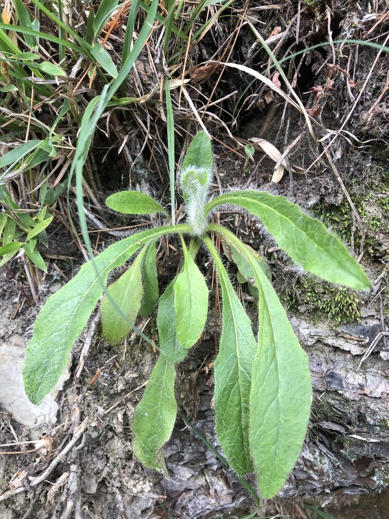 Hieracium morii photo 7