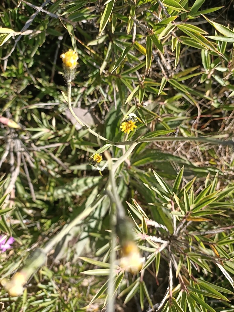 Hieracium morii photo 8