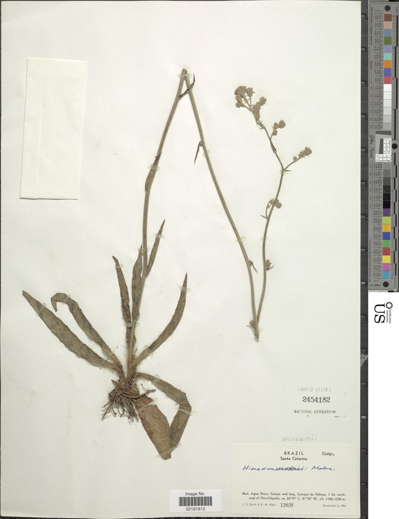 Hieracium mosenii