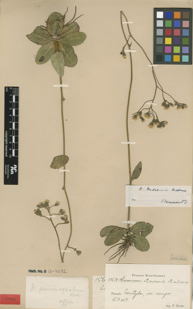 Hieracium mosenii photo 2