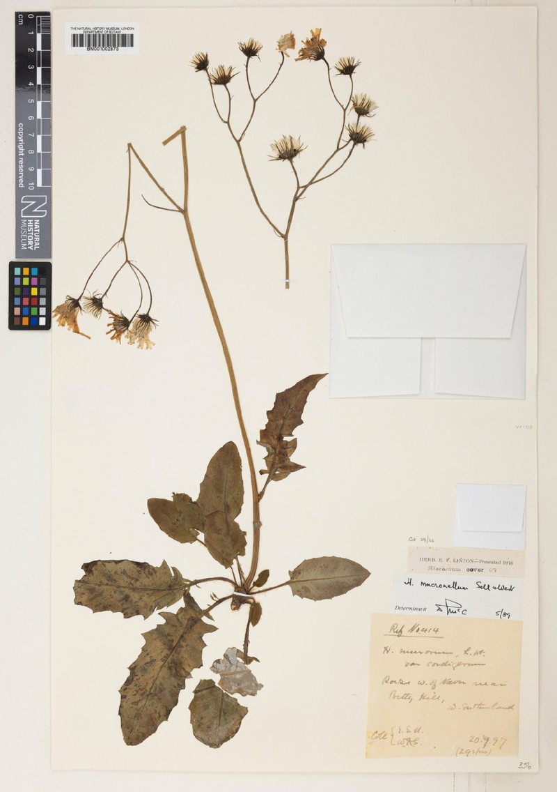 Hieracium mucronellum