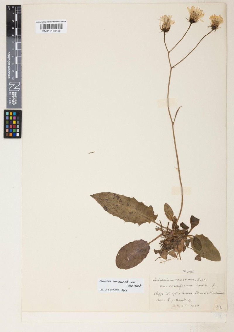 Hieracium mucronellum photo 2
