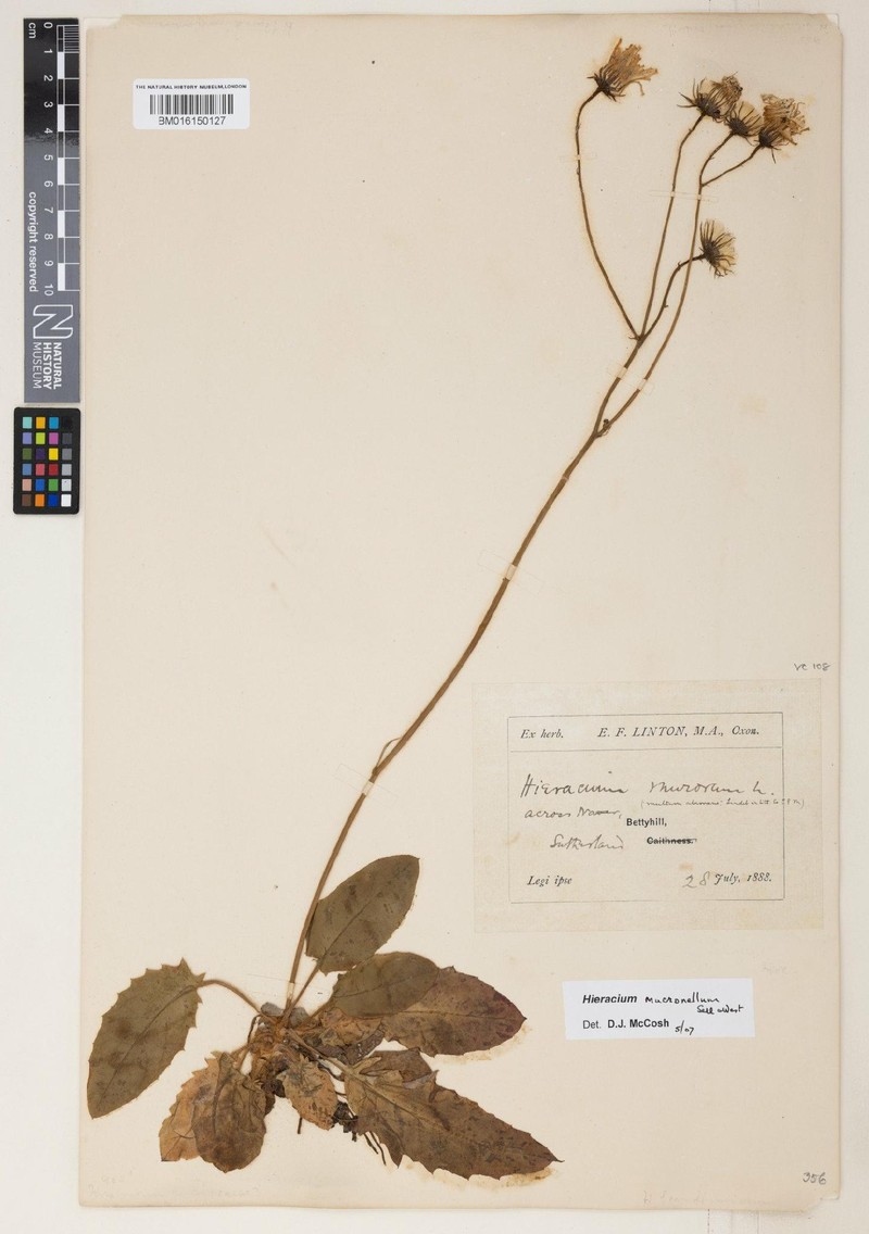 Hieracium mucronellum photo 3