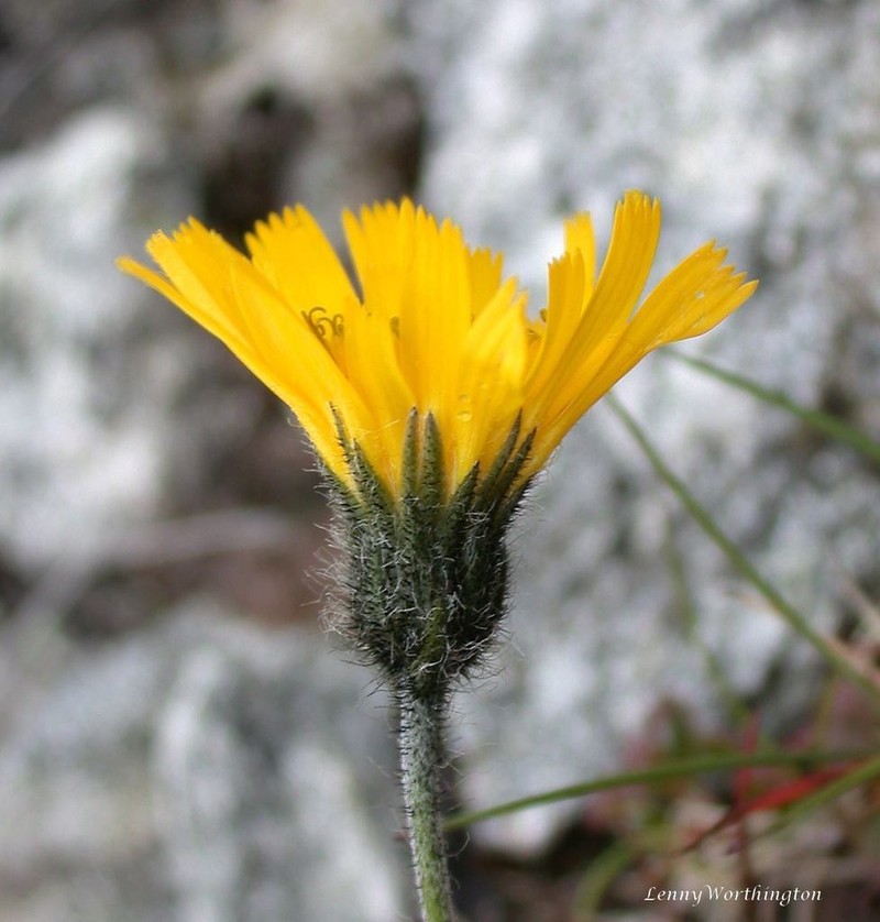 Hieracium mundum photo 2