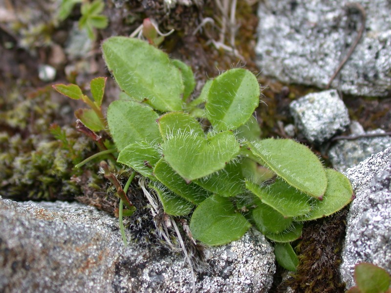 Hieracium mundum