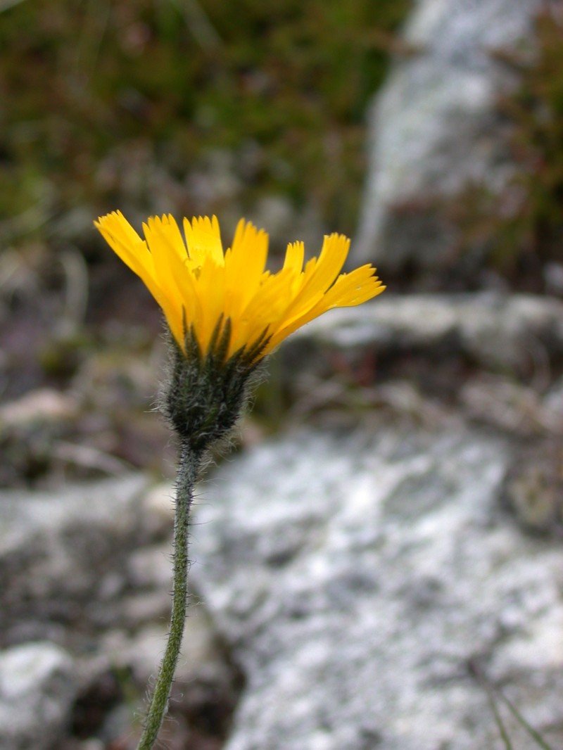 Hieracium mundum photo 3