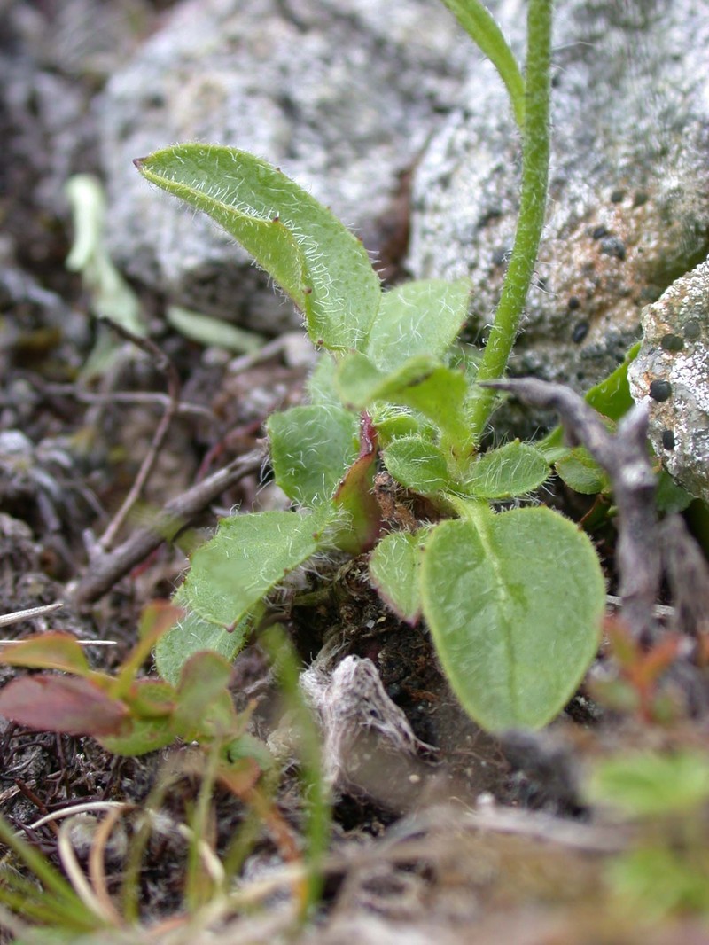 Hieracium mundum photo 4