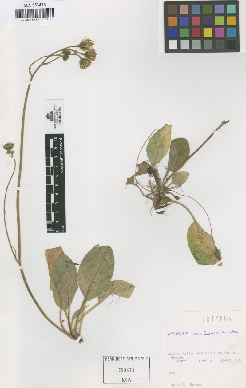 Hieracium murlainzii