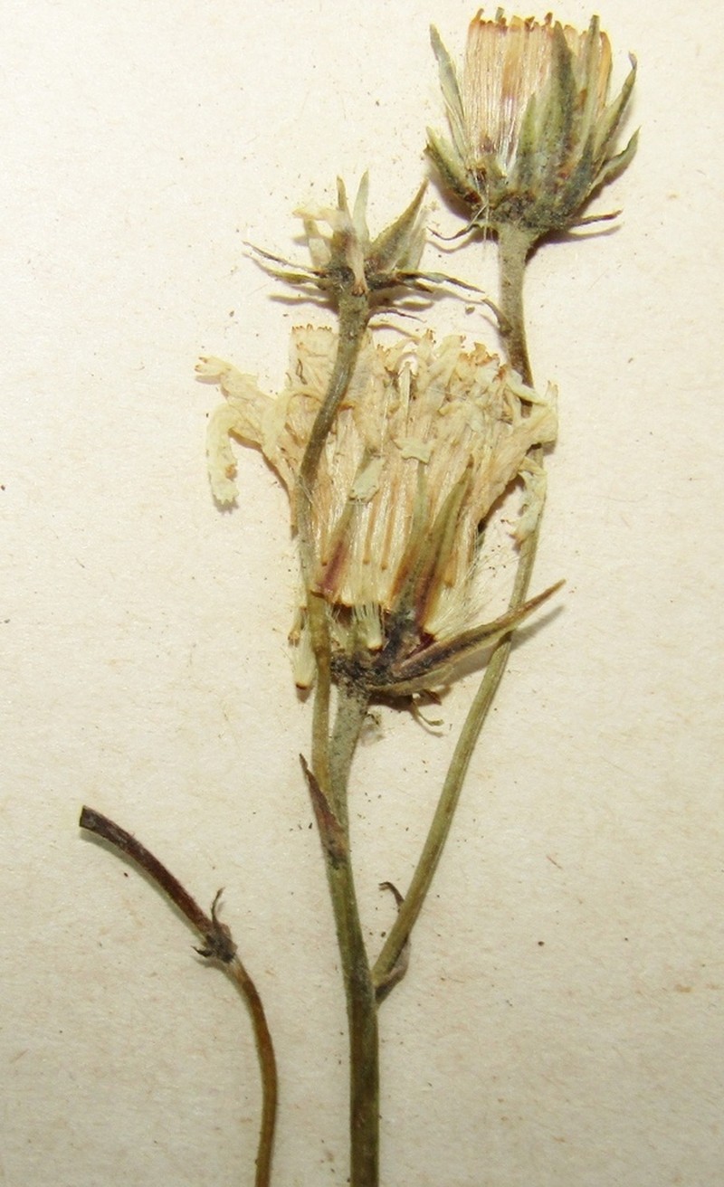 Hieracium murmanicum