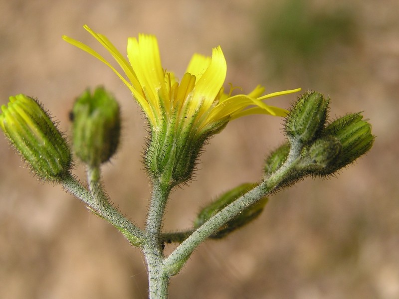 Wall Hawkweed photo 5