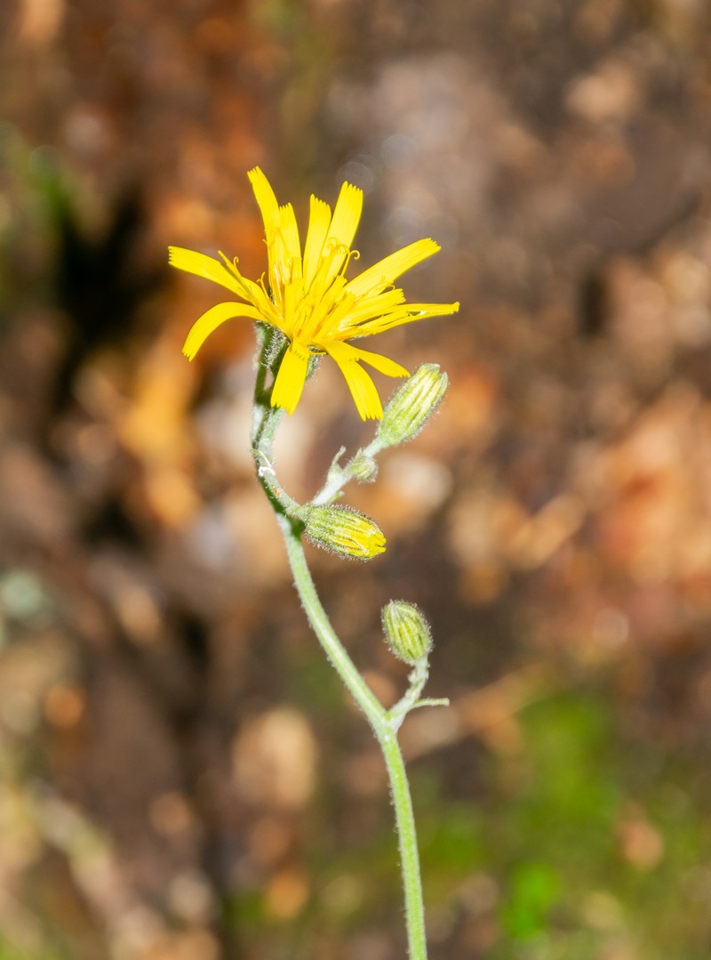 Wall Hawkweed photo 2