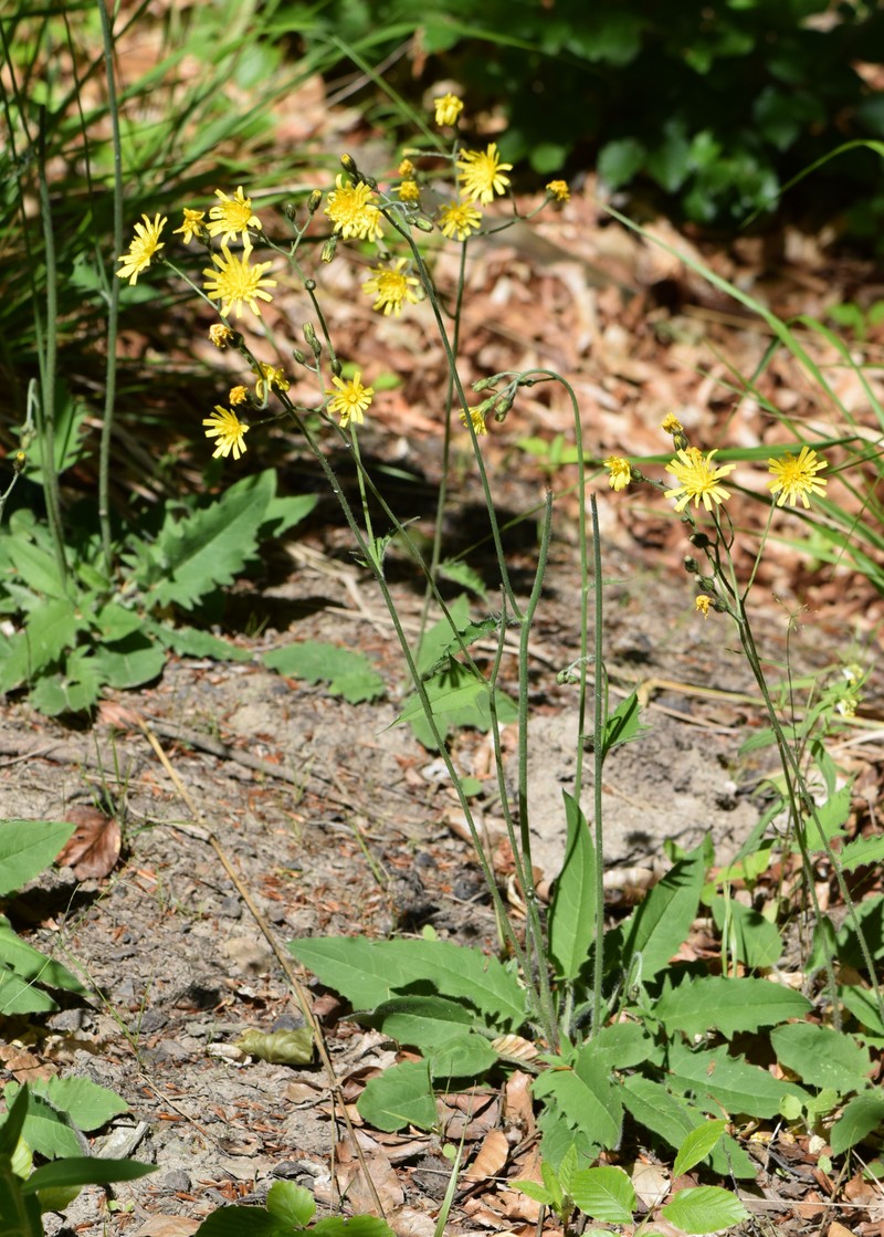 Wall Hawkweed photo 3