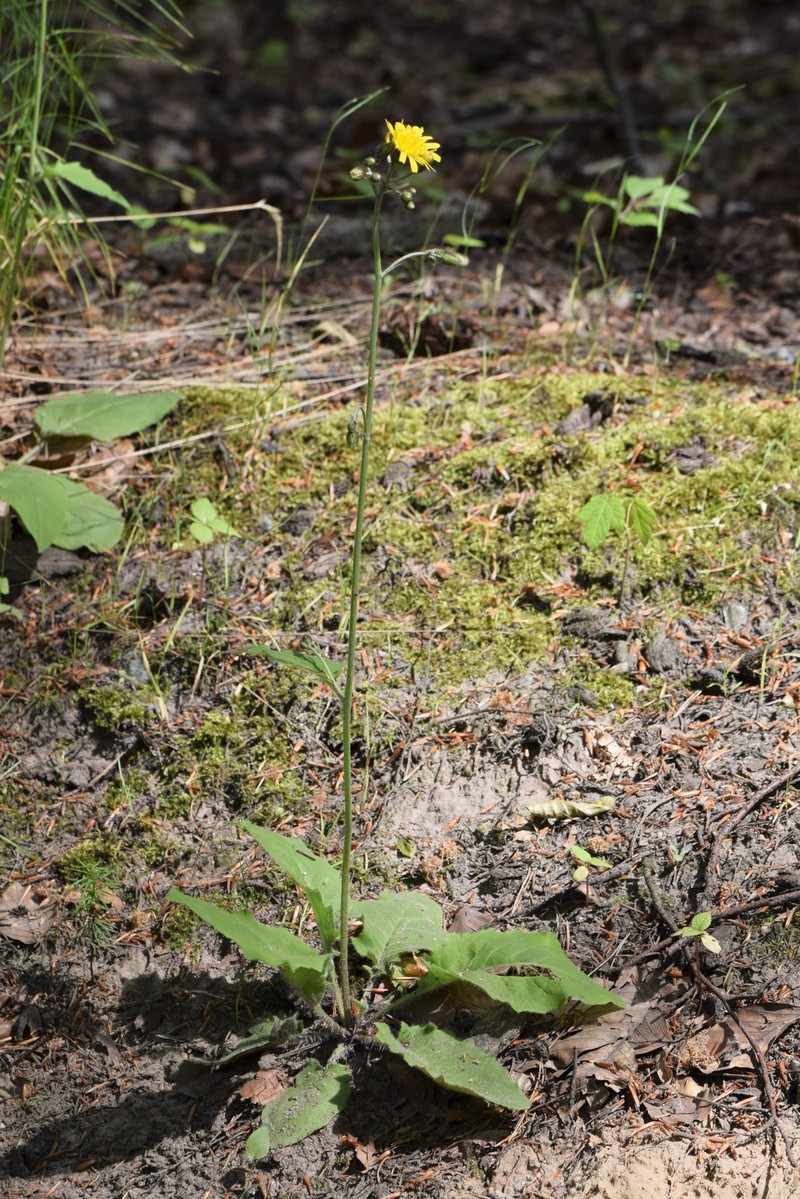 Wall Hawkweed photo 4