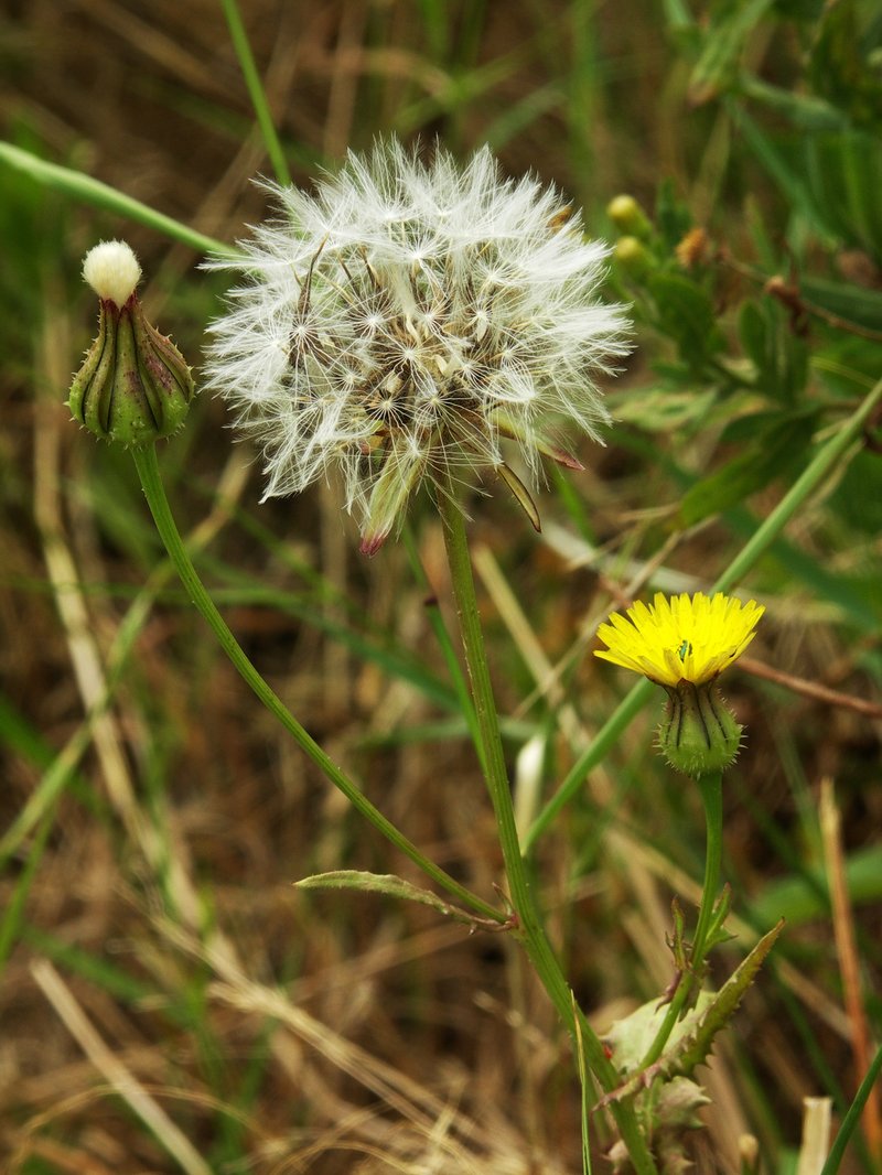 Wall Hawkweed photo 6