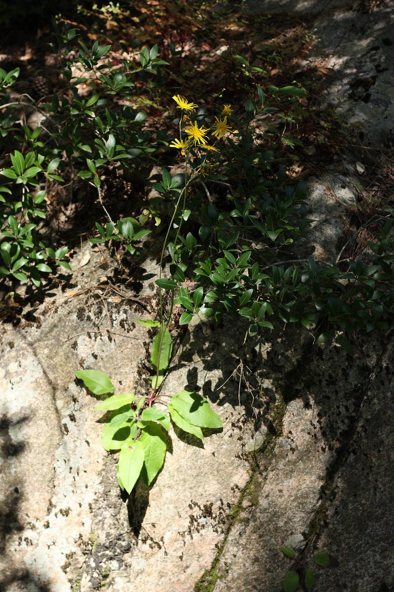Wall Hawkweed photo 7