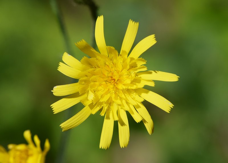 Wall Hawkweed photo 8