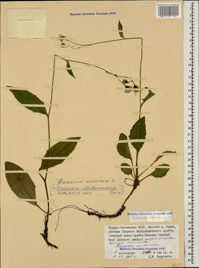 Hieracium murorum subsp. abastumanense