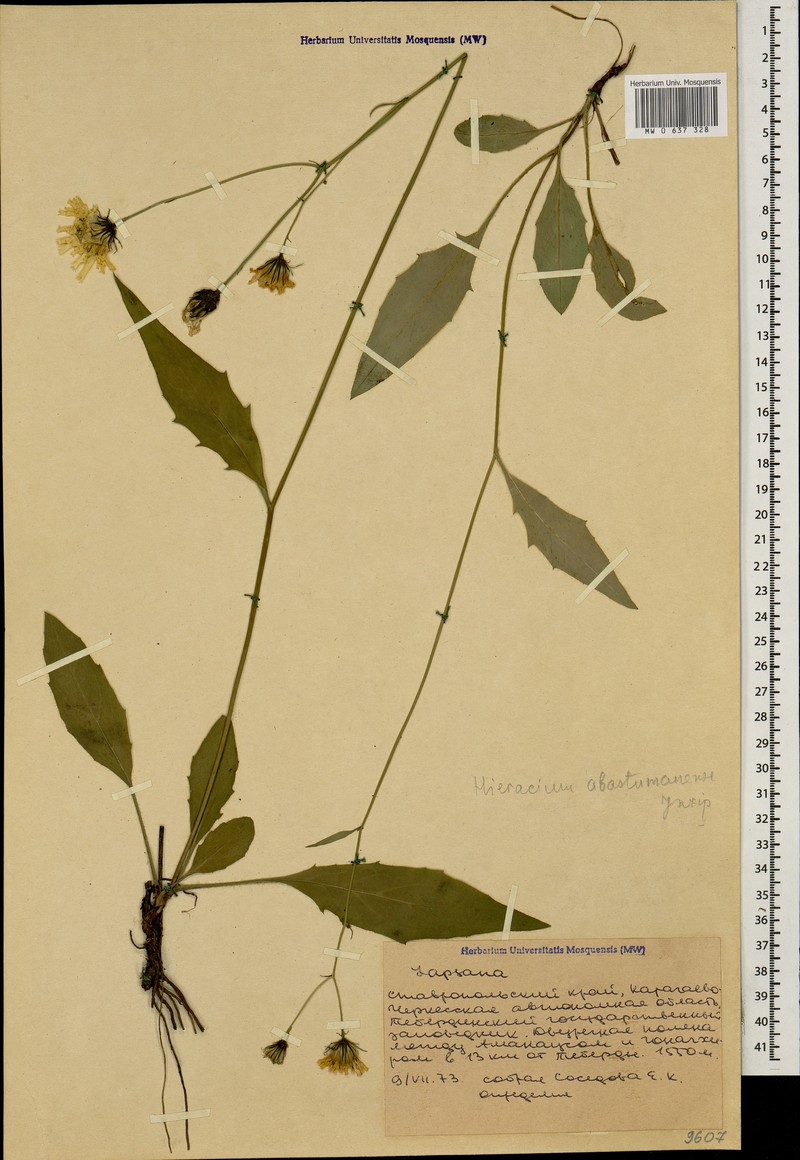 Hieracium murorum subsp. abastumanense photo 2