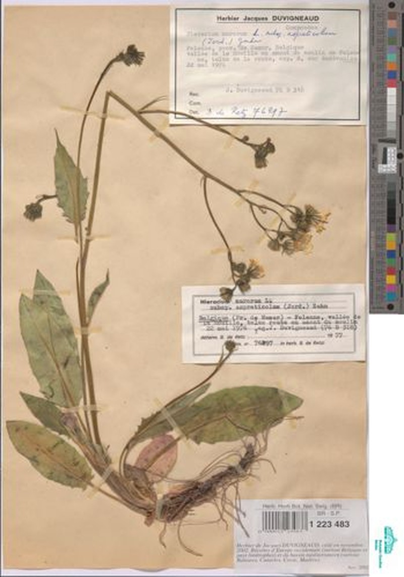 Hieracium murorum subsp. aspreticola photo 2