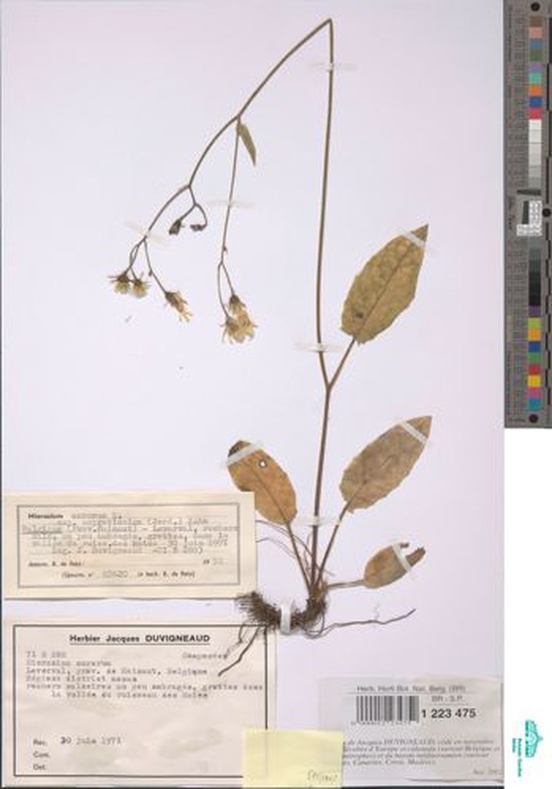 Hieracium murorum subsp. aspreticola photo 3