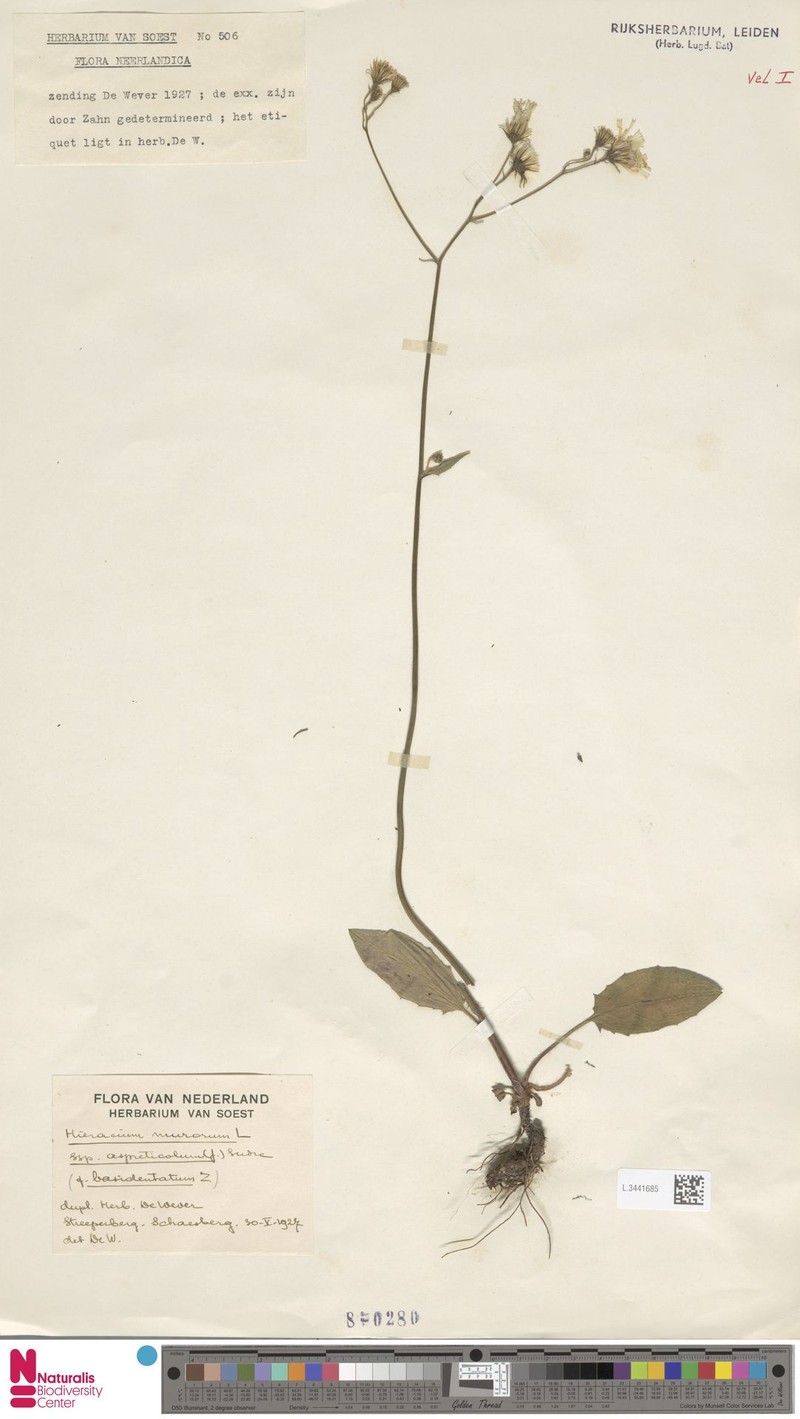 Hieracium murorum subsp. aspreticola photo 4