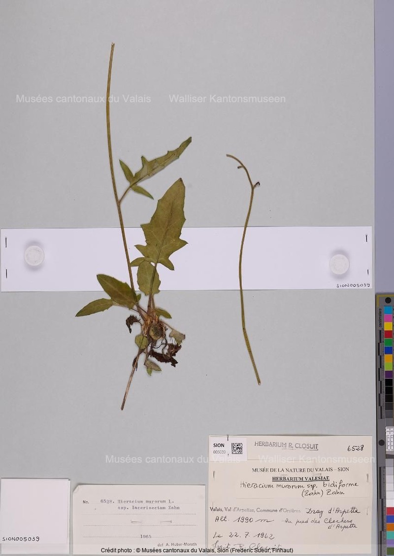 Hieracium murorum subsp. bifidiforme