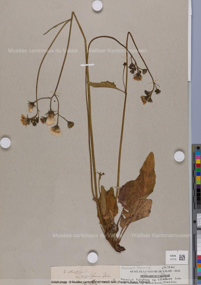 Hieracium murorum subsp. bifidiforme photo 2