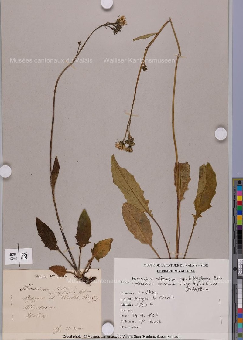Hieracium murorum subsp. bifidiforme photo 3