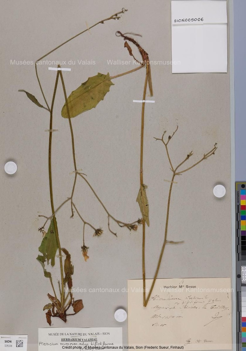 Hieracium murorum subsp. bifidiforme photo 4
