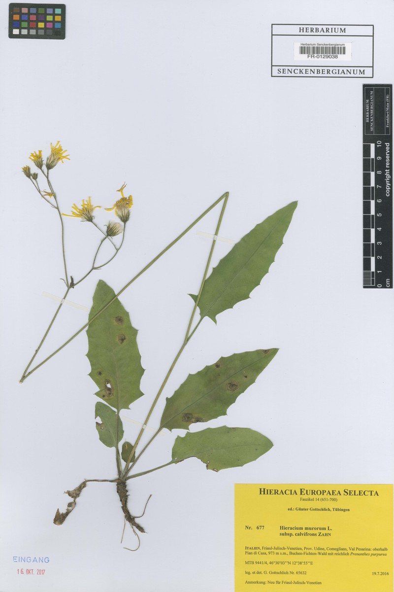 Hieracium murorum subsp. calvifrons