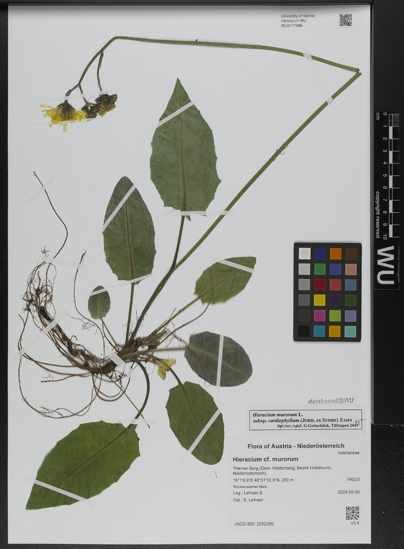 Hieracium murorum subsp. cardiophyllum