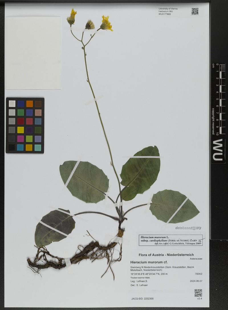 Hieracium murorum subsp. cardiophyllum photo 2