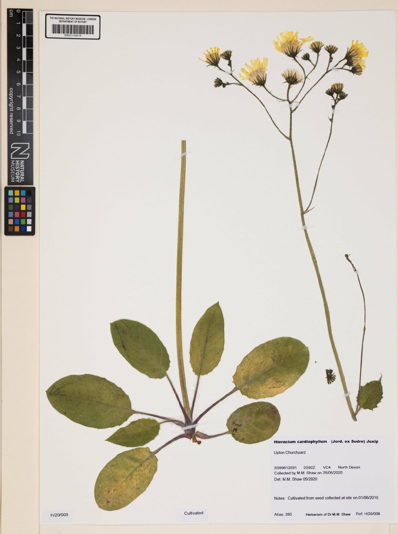 Hieracium murorum subsp. cardiophyllum photo 3