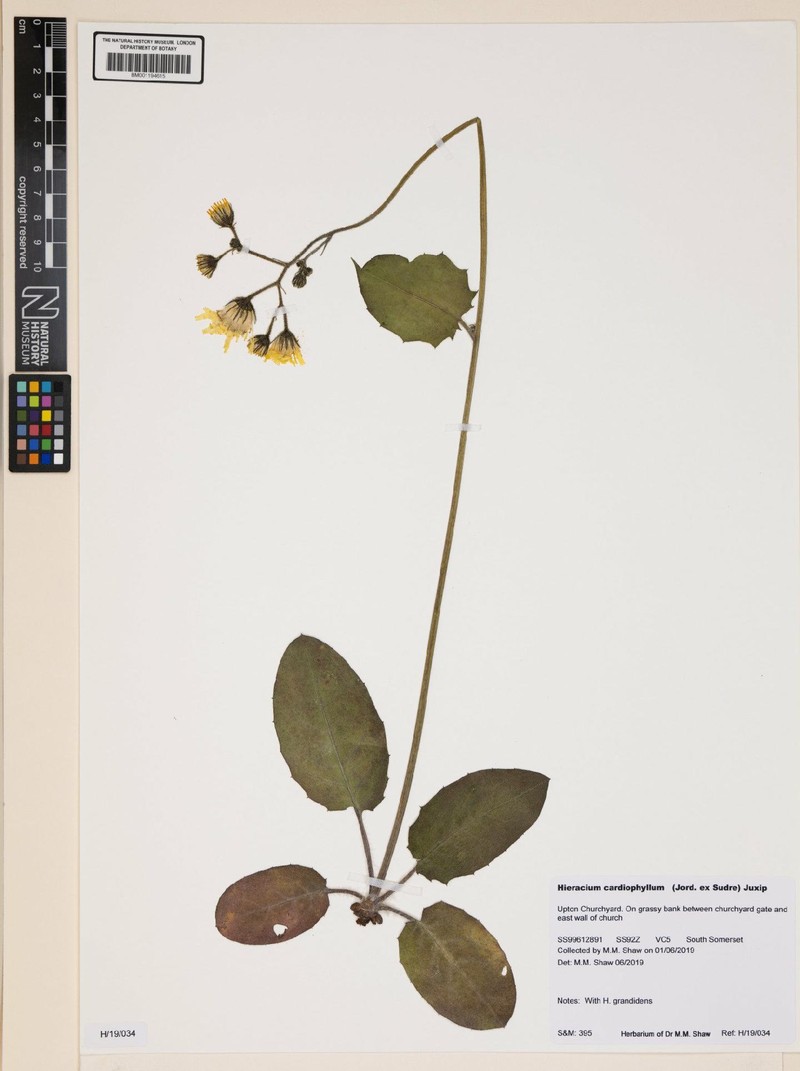 Hieracium murorum subsp. cardiophyllum photo 4