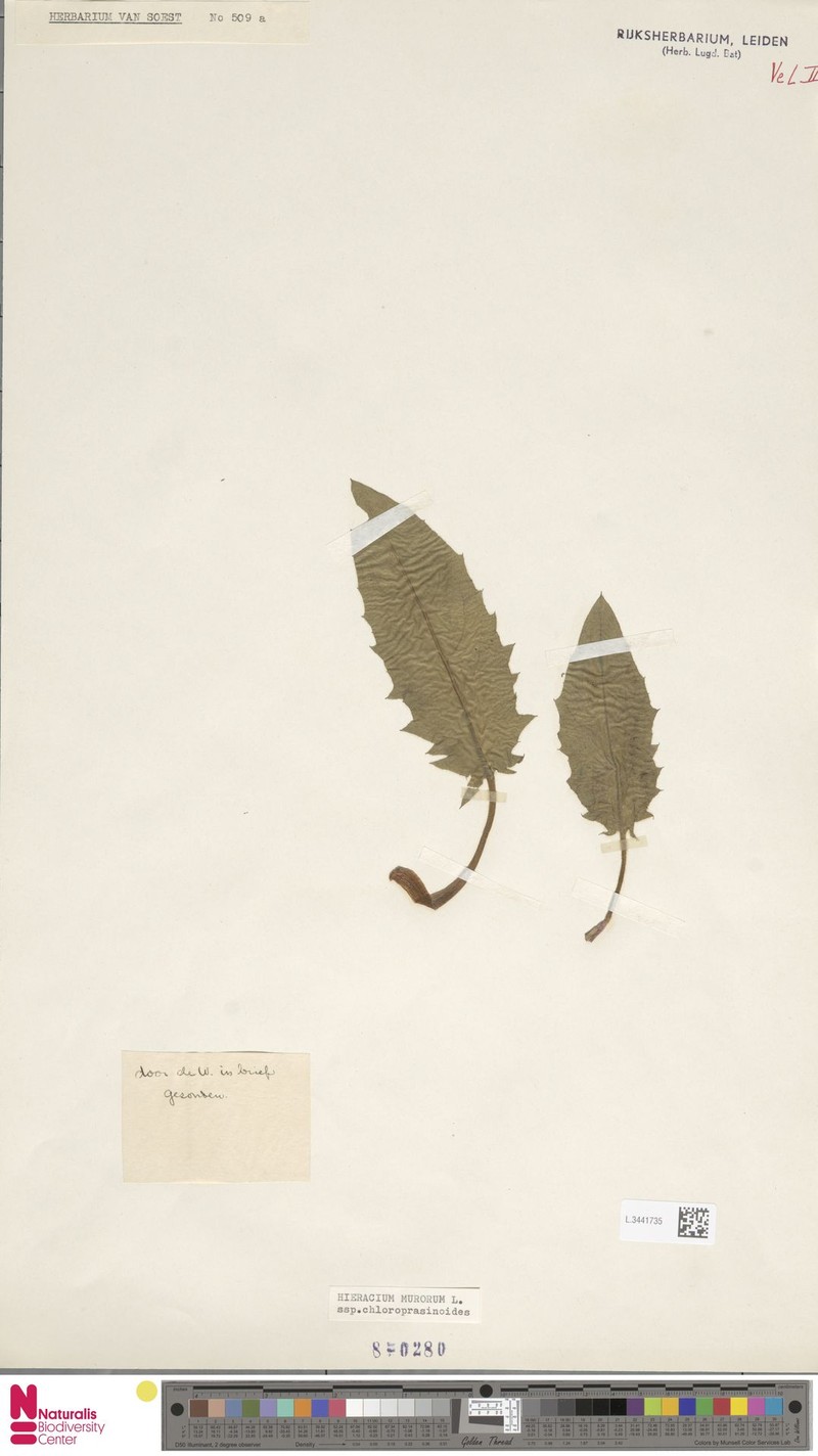 Hieracium murorum subsp. chloroprasinum
