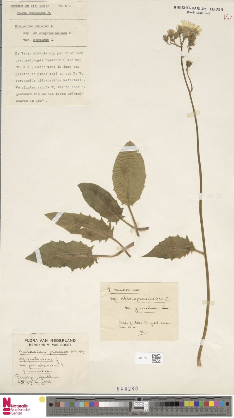 Hieracium murorum subsp. chloroprasinum photo 2