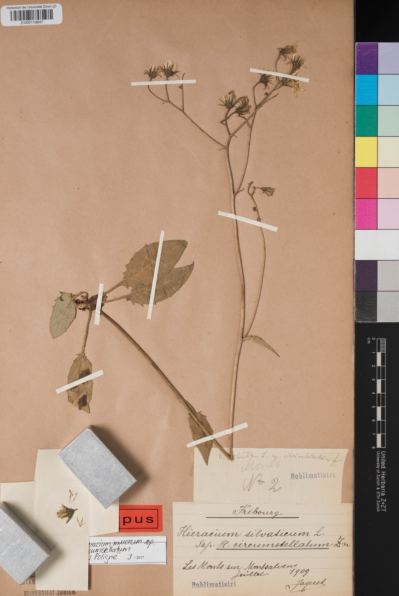 Hieracium murorum subsp. circumstellatum