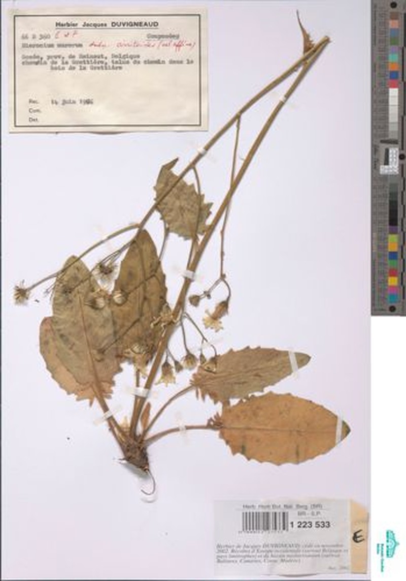 Hieracium murorum subsp. cirritoides