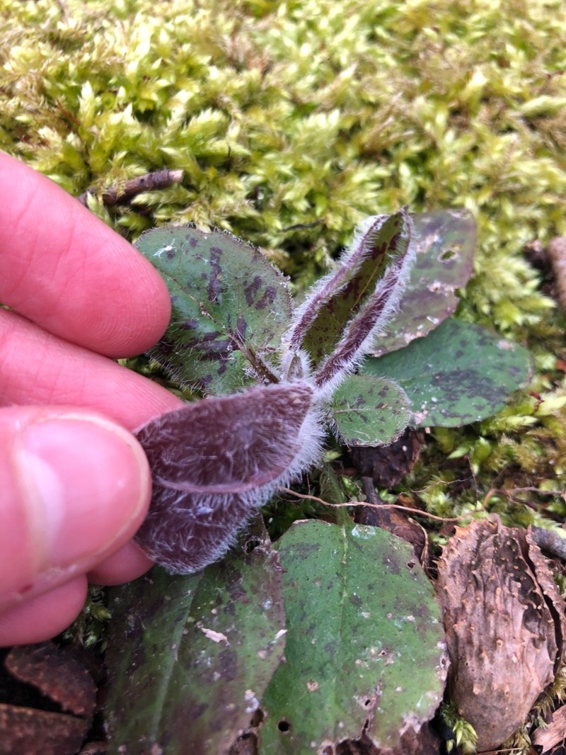 Hieracium murorum subsp. contaminatum