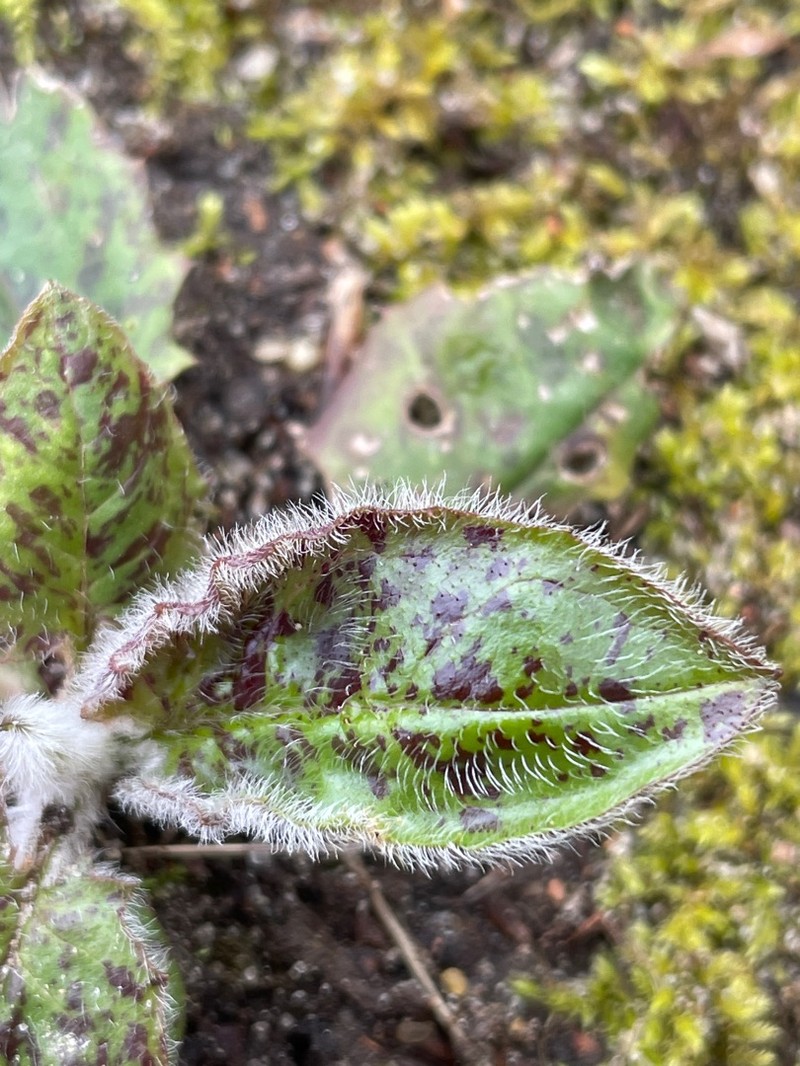 Hieracium murorum subsp. contaminatum photo 2