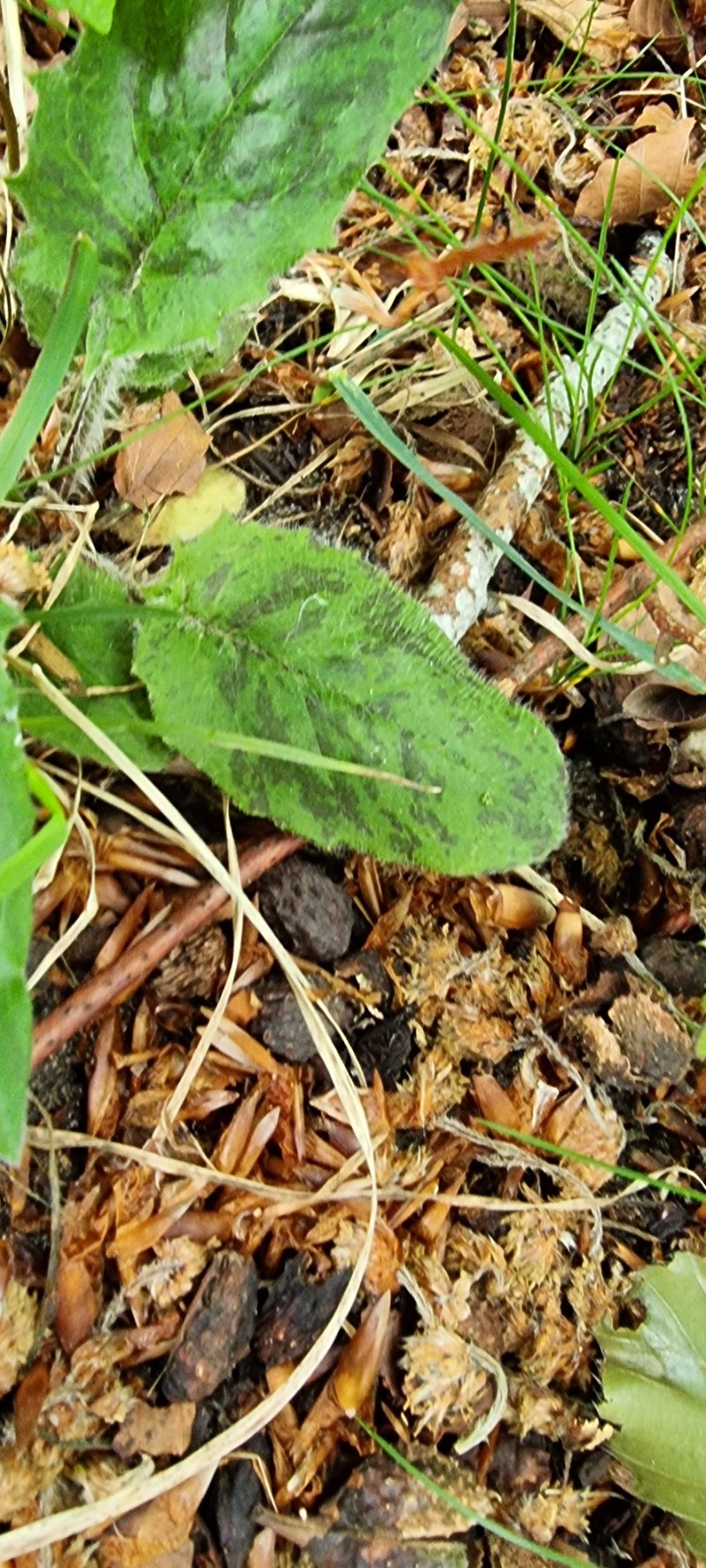Hieracium murorum subsp. contaminatum photo 3