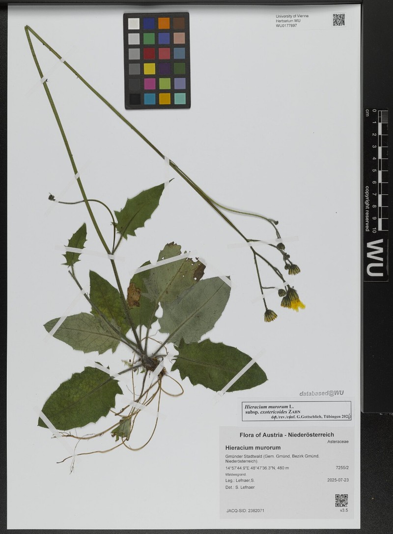 Hieracium murorum subsp. exotericoides photo 2