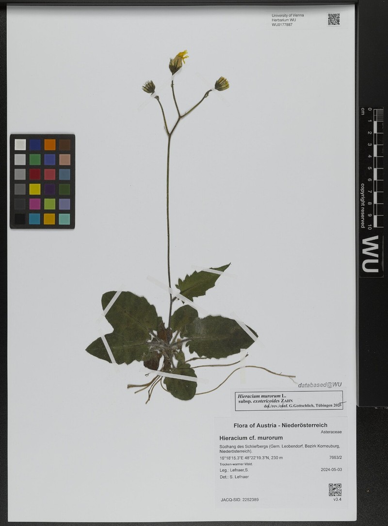 Hieracium murorum subsp. exotericoides photo 3