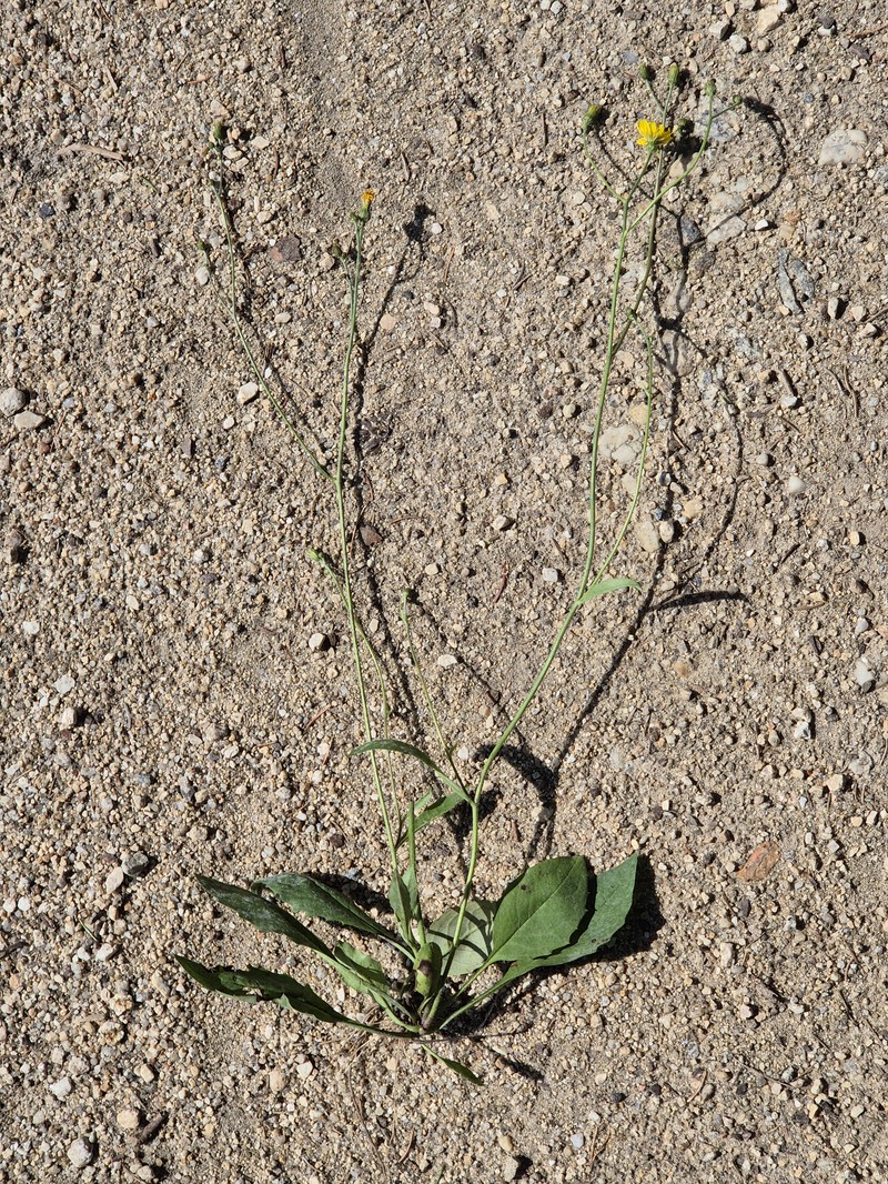 Hieracium murorum subsp. exotericoides photo 4
